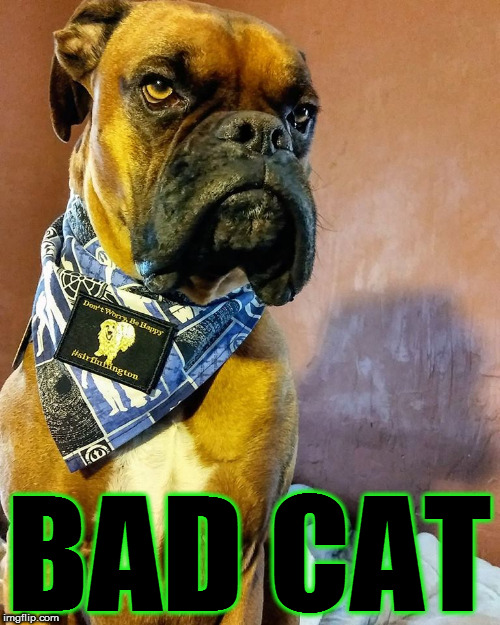 Grumpy Dog | BAD CAT | image tagged in grumpy dog | made w/ Imgflip meme maker