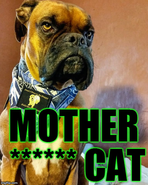 Grumpy Dog | MOTHER ****** CAT | image tagged in grumpy dog | made w/ Imgflip meme maker