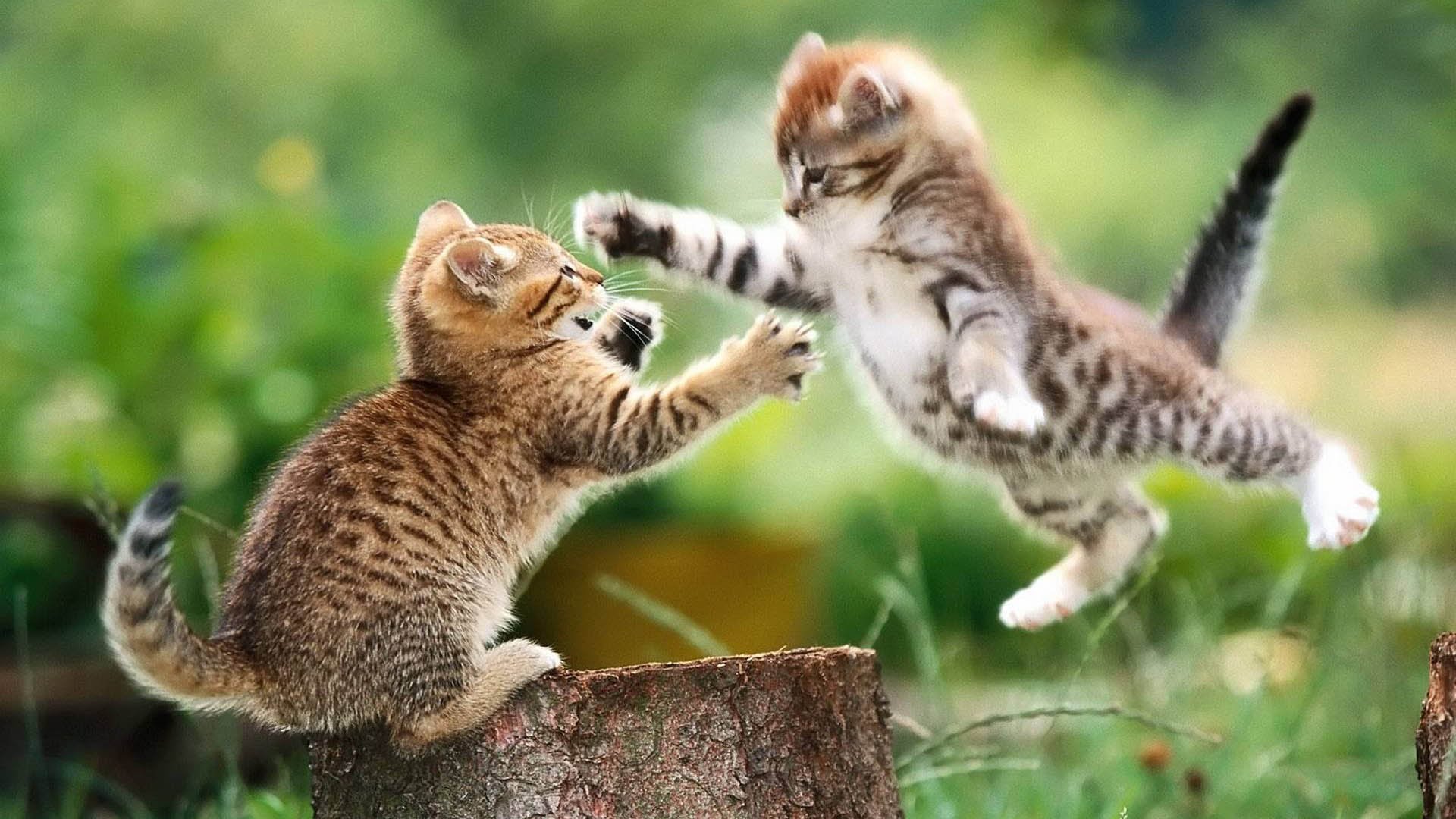 Cats Fighting Blank Meme Template