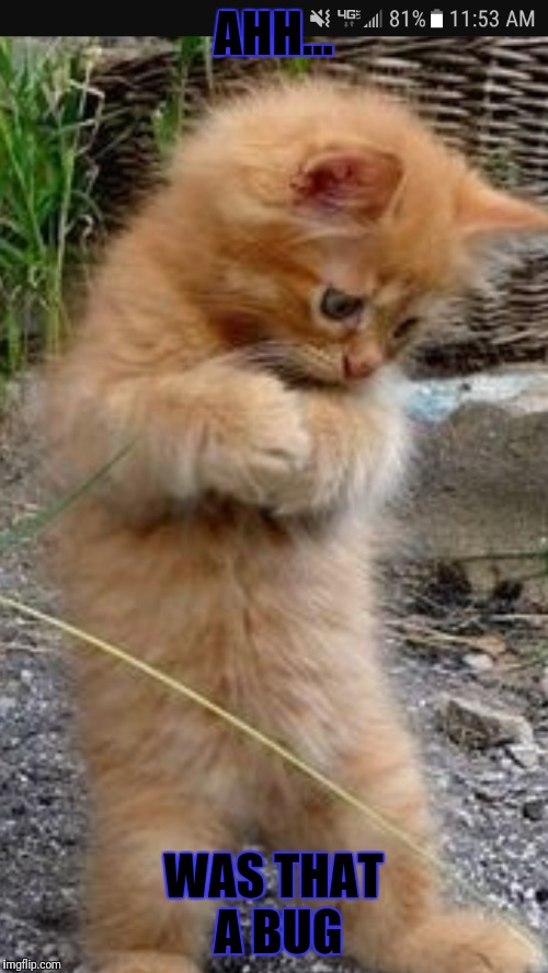Cute kitty | AHH... WAS THAT A BUG | image tagged in cat | made w/ Imgflip meme maker