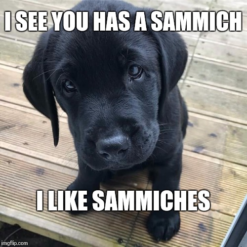 I like Sammiches | I SEE YOU HAS A SAMMICH; I LIKE SAMMICHES | image tagged in memes,dog,puppy,sandwich | made w/ Imgflip meme maker