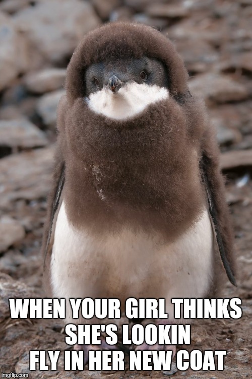 WHEN YOUR GIRL THINKS SHE'S LOOKIN FLY IN HER NEW COAT | image tagged in stylish penguin | made w/ Imgflip meme maker