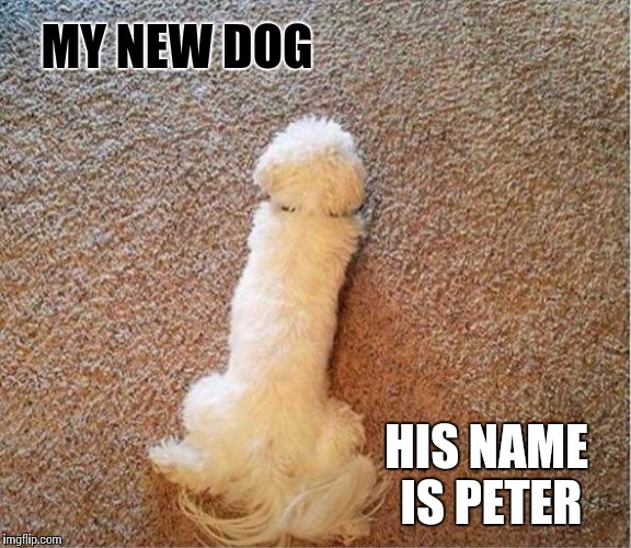 My Peter |  MY NEW DOG; HIS NAME IS PETER | image tagged in memes,dog,peter,funny memes | made w/ Imgflip meme maker