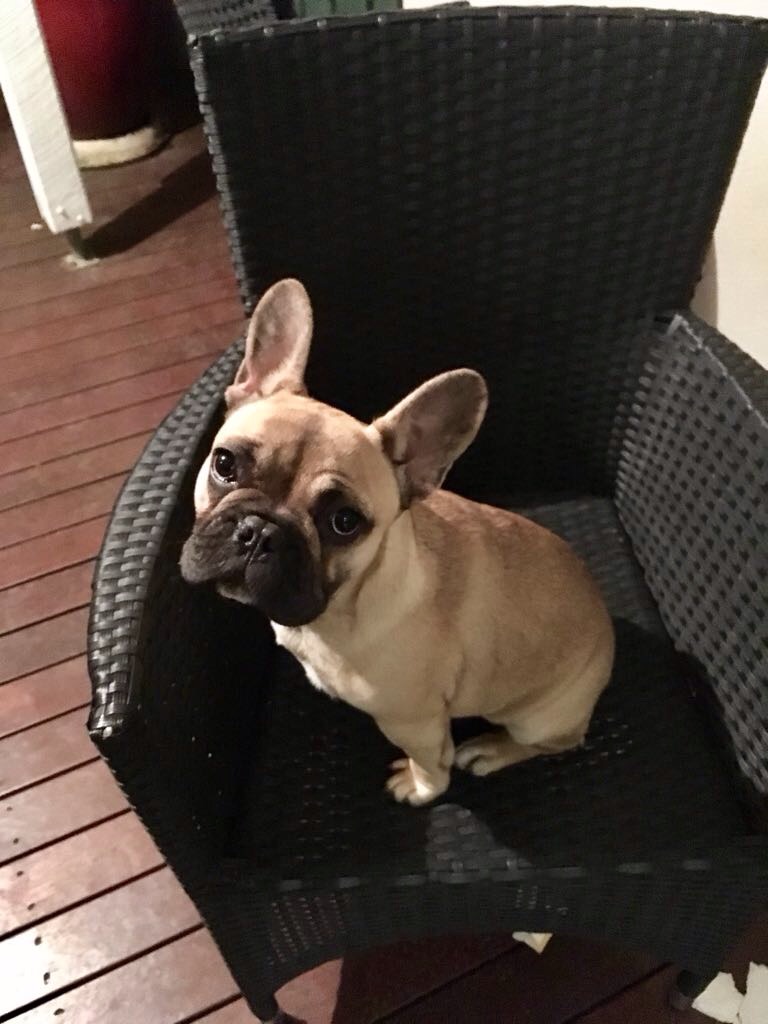 Chanel French Bulldog Blank Meme Template