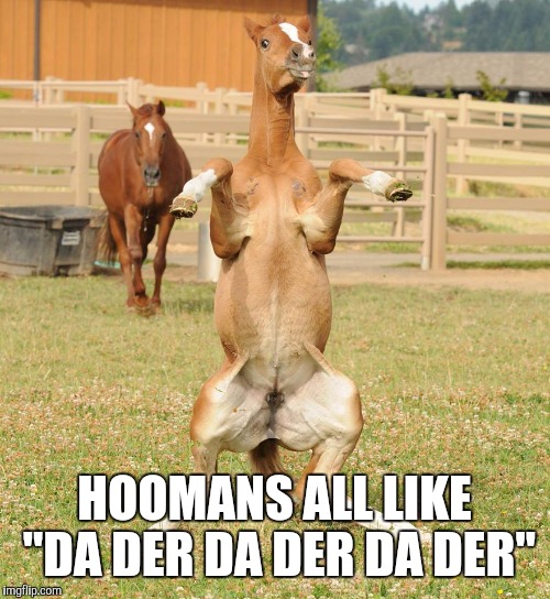 Horse | HOOMANS ALL LIKE "DA DER DA DER DA DER" | image tagged in horse | made w/ Imgflip meme maker