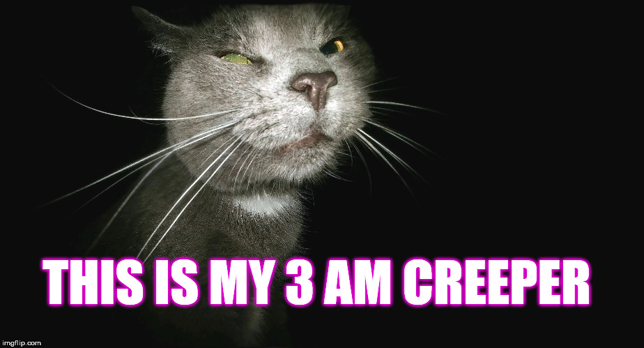 Stalker Cat | THIS IS MY 3 AM CREEPER | image tagged in stalker cat | made w/ Imgflip meme maker