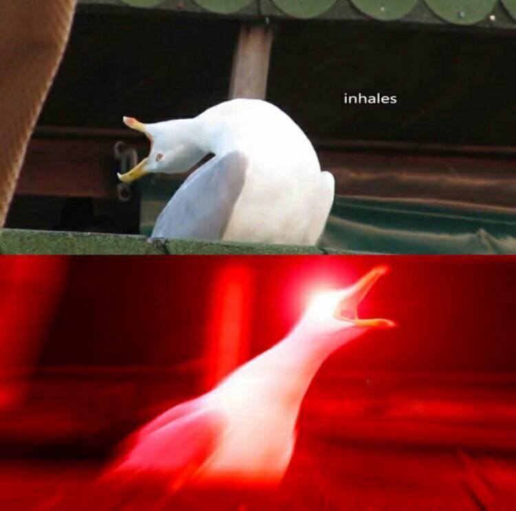 Inhaling Seagull  Blank Meme Template