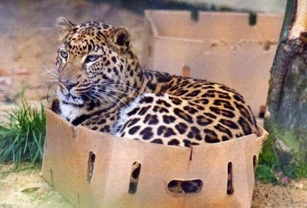 Leopard Cat Box Blank Meme Template