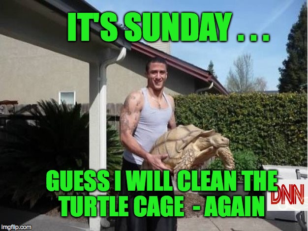 IT'S SUNDAY . . . GUESS I WILL CLEAN THE TURTLE CAGE  - AGAIN | image tagged in nfl memes | made w/ Imgflip meme maker
