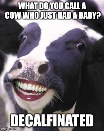 Decalf | WHAT DO YOU CALL A COW WHO JUST HAD A BABY? DECALFINATED | image tagged in cow,farm,calf,bad pun cow | made w/ Imgflip meme maker