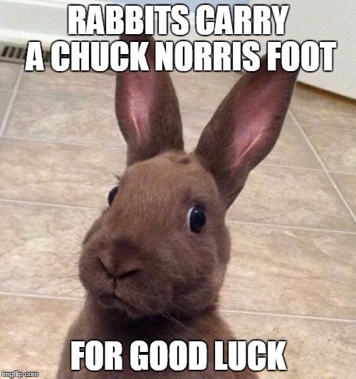 Chuck Norris foot | image tagged in chuck norris,memes,rabbit | made w/ Imgflip meme maker