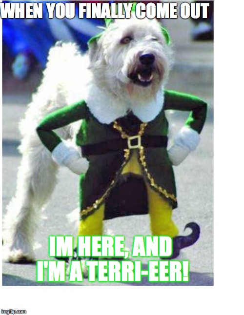 WHEN YOU FINALLY COME OUT; IM HERE, AND I'M A TERRI-EER! | image tagged in funny dogs | made w/ Imgflip meme maker