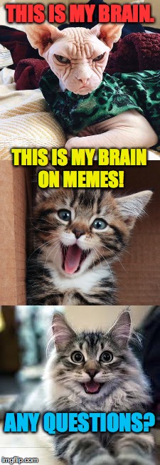 This is my bid to become the IMGFLIP mascot. | THIS IS MY BRAIN. THIS IS MY BRAIN ON MEMES! ANY QUESTIONS? | image tagged in memes,cats,happy cat,grumpy cat | made w/ Imgflip meme maker