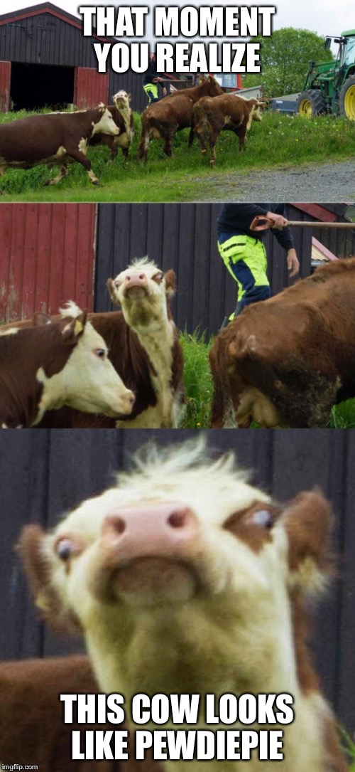 The resemblance! | THAT MOMENT YOU REALIZE; THIS COW LOOKS LIKE PEWDIEPIE | image tagged in bad pun cow,pewdiepie,cow,derp face,you're drunk | made w/ Imgflip meme maker