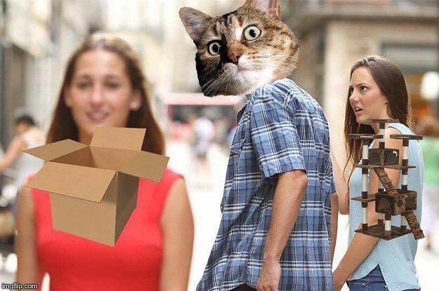 Dun dun duuuuuuuuunnnn! | image tagged in guy looking at other girl,cat,boxes | made w/ Imgflip meme maker