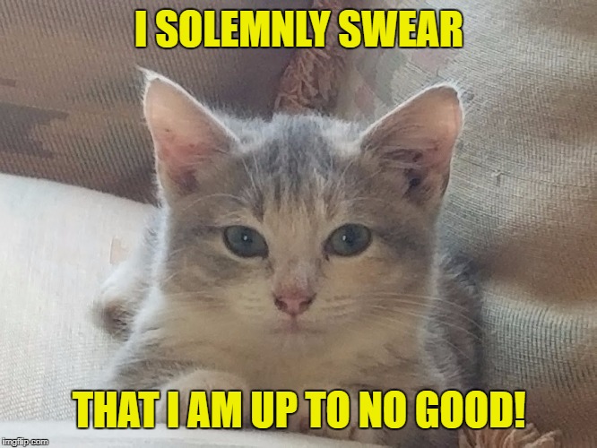 I SOLEMNLY SWEAR; THAT I AM UP TO NO GOOD! | image tagged in silt | made w/ Imgflip meme maker