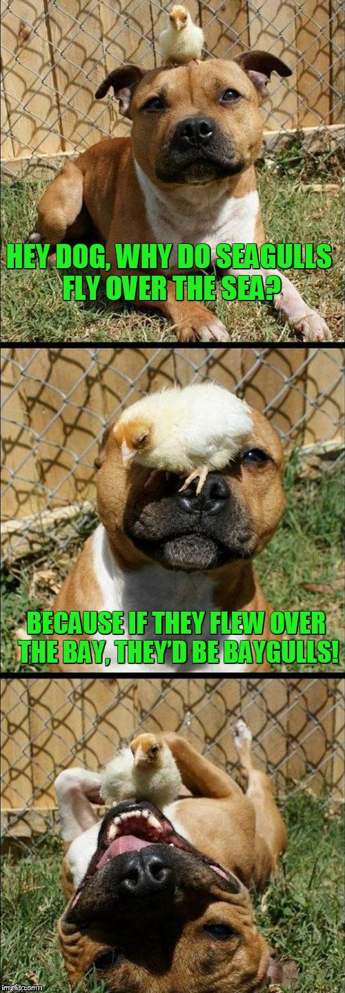 Serious Chick Pun | HEY DOG, WHY DO SEAGULLS FLY OVER THE SEA? BECAUSE IF THEY FLEW OVER THE BAY, THEY’D BE BAYGULLS! | image tagged in serious chick pun | made w/ Imgflip meme maker