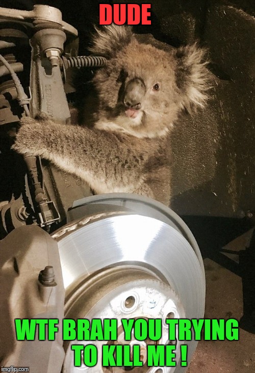 Bad luck koala.  | DUDE; WTF BRAH YOU TRYING​ TO KILL ME ! | image tagged in dad luck koala,memes,wtf,cute,funny | made w/ Imgflip meme maker