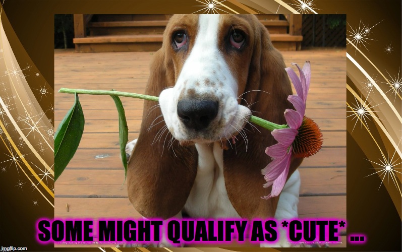 SOME MIGHT QUALIFY AS *CUTE* ... | made w/ Imgflip meme maker