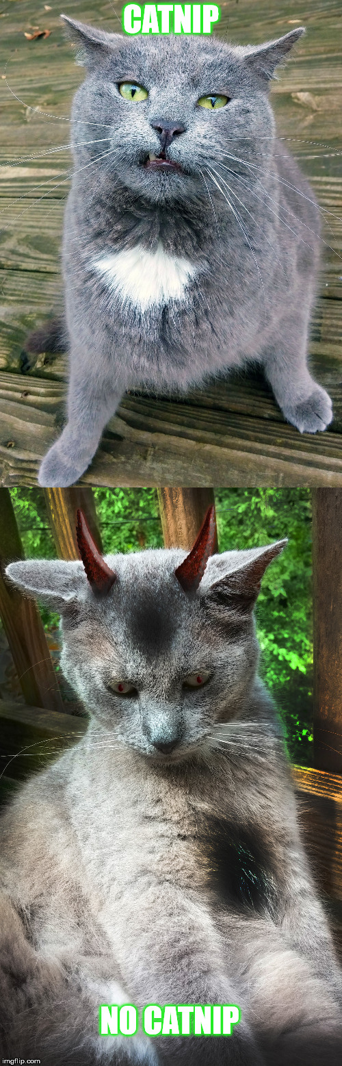 Accurate Rework of my AHole Cat | CATNIP; NO CATNIP | image tagged in memes,smiley cat,catnip,stupid,devil | made w/ Imgflip meme maker