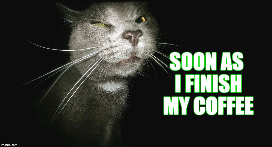 Stalker Cat | SOON AS I FINISH MY COFFEE | image tagged in stalker cat | made w/ Imgflip meme maker