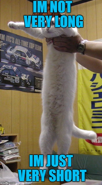 long cat | IM NOT VERY LONG; IM JUST VERY SHORT | image tagged in long cat,scumbag | made w/ Imgflip meme maker