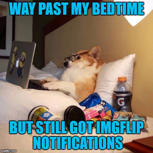 I know I'm not alone on this one!!! | WAY PAST MY BEDTIME; BUT STILL GOT IMGFLIP NOTIFICATIONS | image tagged in dog on laptop,memes,imgflip,dogs,funny,animals | made w/ Imgflip meme maker