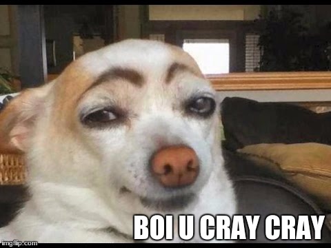 BOI U CRAY CRAY | image tagged in sassy dog | made w/ Imgflip meme maker