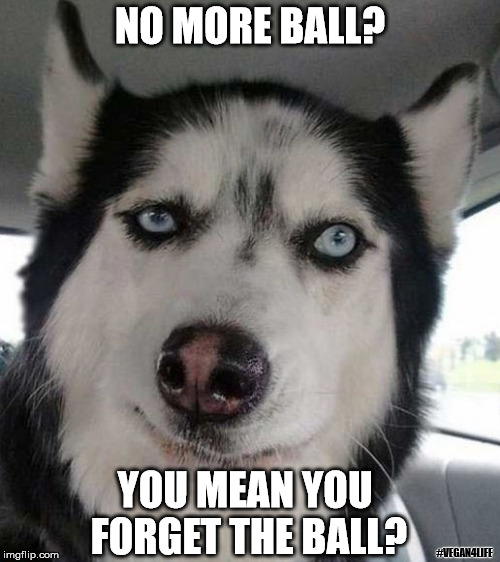 The struggle is real. | NO MORE BALL? YOU MEAN YOU FORGET THE BALL? #VEGAN4LIFE | image tagged in suspicious husky,funny memes,husky,memes | made w/ Imgflip meme maker