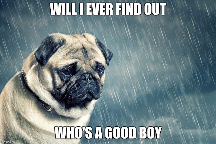 sad pug | WILL I EVER FIND OUT; WHO'S A GOOD BOY | image tagged in sad pug | made w/ Imgflip meme maker