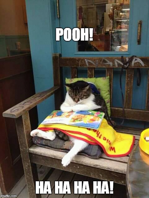 cat reading | POOH! HA HA HA HA! | image tagged in literate cat,cats are awesome,winnie the pooh | made w/ Imgflip meme maker