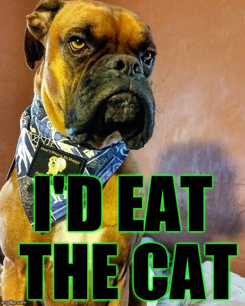 Grumpy Dog | I'D EAT THE CAT | image tagged in grumpy dog | made w/ Imgflip meme maker