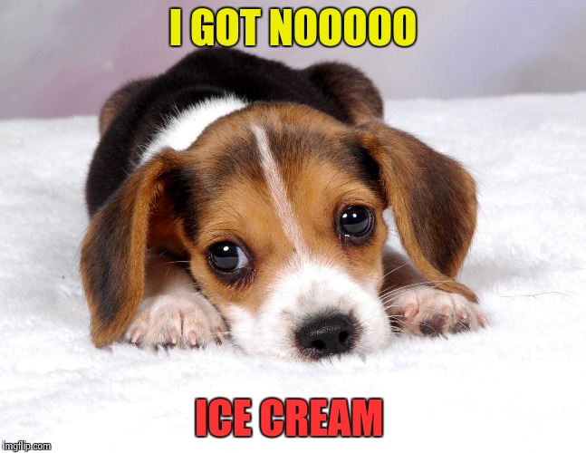 Even puppies get sad when there's no icecrem ! | I GOT NOOOOO; ICE CREAM | image tagged in sad puppy,icecream,funny,memes,wtf | made w/ Imgflip meme maker