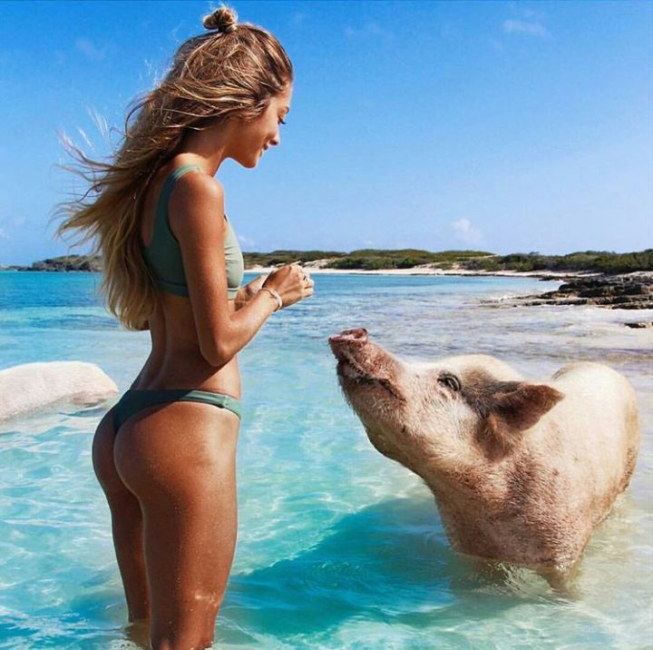 Girl and pig in the water on the beach Blank Meme Template