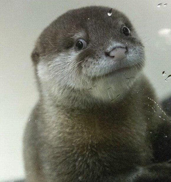 concerned otter Blank Meme Template