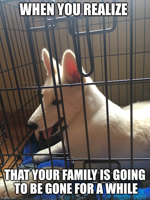 Realization dog | WHEN YOU REALIZE; THAT YOUR FAMILY IS GOING TO BE GONE FOR A WHILE | image tagged in dog | made w/ Imgflip meme maker
