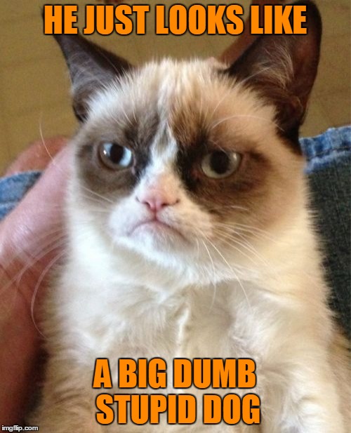 Grumpy Cat Meme | HE JUST LOOKS LIKE A BIG DUMB STUPID DOG | image tagged in memes,grumpy cat | made w/ Imgflip meme maker