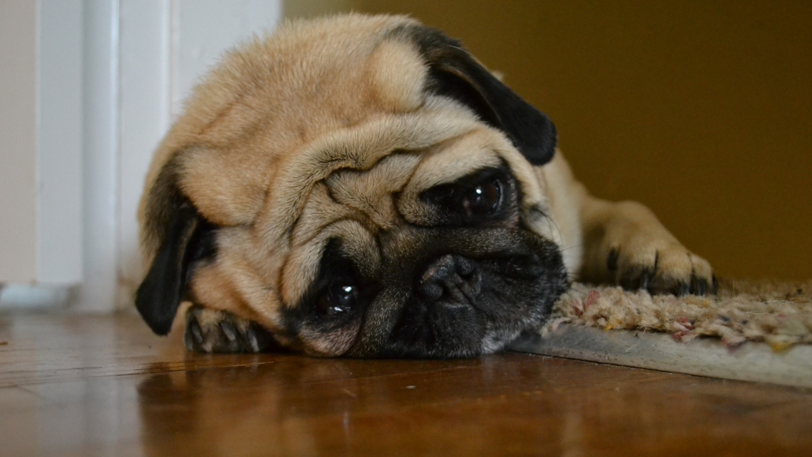 Sigh Pup Blank Meme Template