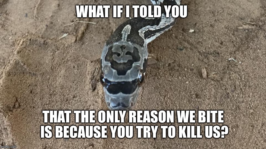 WHAT IF I TOLD YOU; THAT THE ONLY REASON WE BITE IS BECAUSE YOU TRY TO KILL US? | image tagged in snake,snakes,snakes on a plane | made w/ Imgflip meme maker