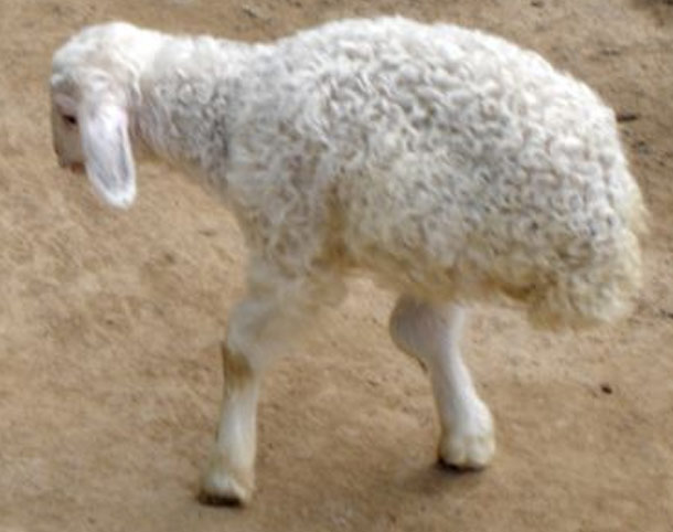 Sheep legs. Самый худой баран фото.