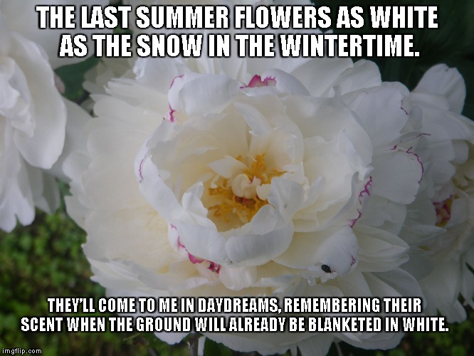 White As Snow | THE LAST SUMMER FLOWERS AS WHITE AS THE SNOW IN THE WINTERTIME. THEY’LL COME TO ME IN DAYDREAMS, REMEMBERING THEIR SCENT WHEN THE GROUND WILL ALREADY BE BLANKETED IN WHITE. | image tagged in snow,summerflowers,wintertime,daydreams | made w/ Imgflip meme maker
