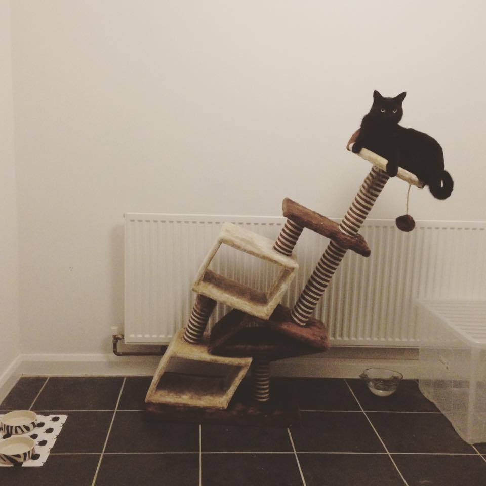 High Quality Leaning Cat Tree Blank Meme Template