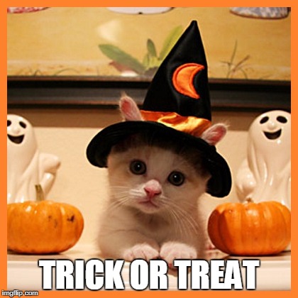 Halloweencat | TRICK OR TREAT | image tagged in halloweencat | made w/ Imgflip meme maker
