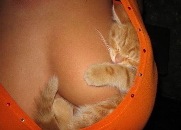 Kitty on a titty