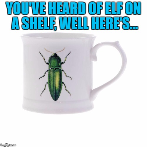 If you can't beat 'em... :) | YOU'VE HEARD OF ELF ON A SHELF, WELL HERE'S... | image tagged in memes,elf on a shelf,bug on a mug,animals,bugs | made w/ Imgflip meme maker