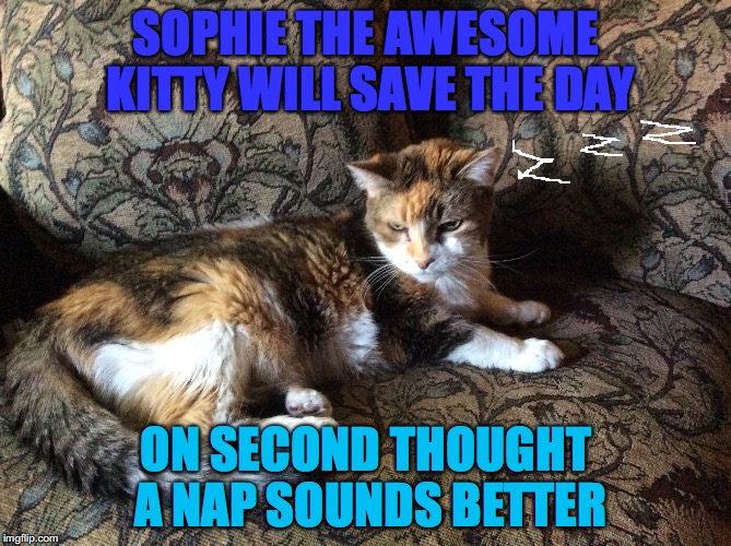 Sophie the sleepy kitty | SOPHIE THE AWESOME KITTY WILL SAVE THE DAY; ON SECOND THOUGHT A NAP SOUNDS BETTER | image tagged in funny | made w/ Imgflip meme maker