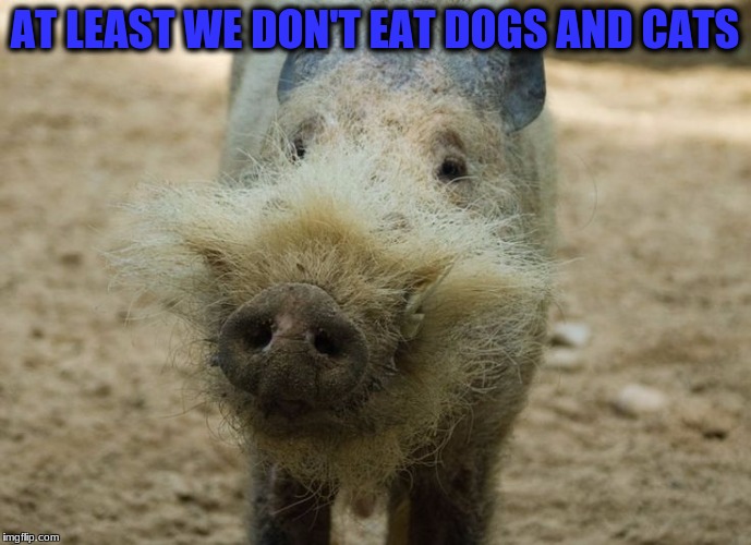 AT LEAST WE DON'T EAT DOGS AND CATS | made w/ Imgflip meme maker