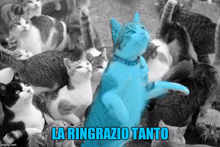 Thank you Ray.Cat! | LA RINGRAZIO TANTO | image tagged in thank you,gratitude,raycat,cool cat stroll,when you realize,raycat is awesome | made w/ Imgflip meme maker