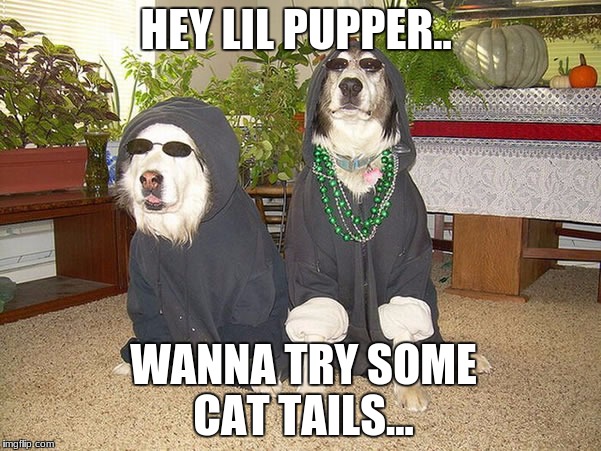 hey man.. want some weed... | HEY LIL PUPPER.. WANNA TRY SOME CAT TAILS... | image tagged in hey man want some weed | made w/ Imgflip meme maker