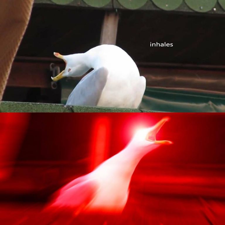 inhaling bird meme Blank Meme Template